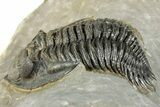 Detailed Metacanthina Trilobite - Issoumour, Morocco #359509-1
